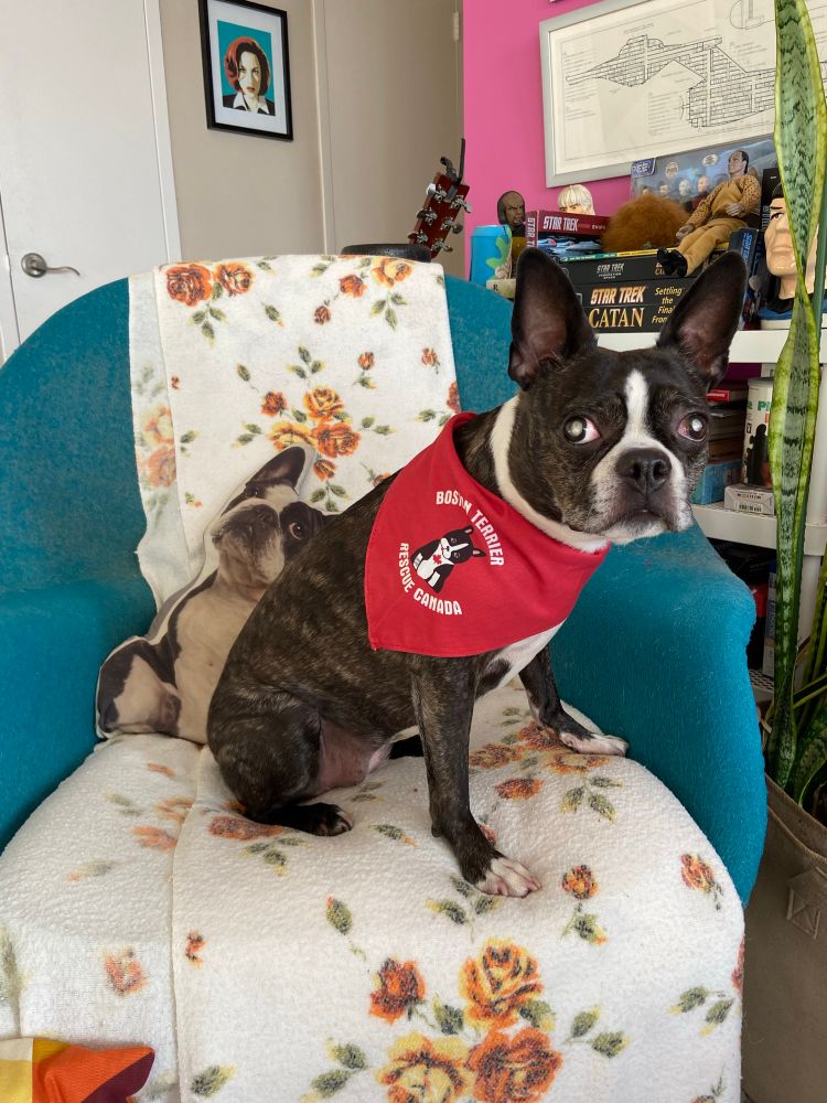 A blind Boston terrier wearing a kerchief 