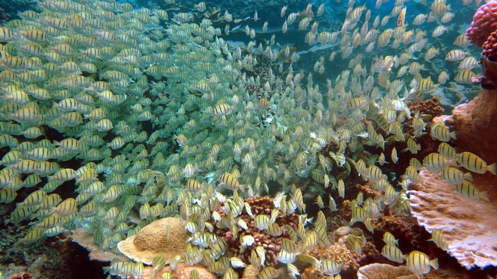 Where do fish go and why? For many species, nobody knows | PNAS
