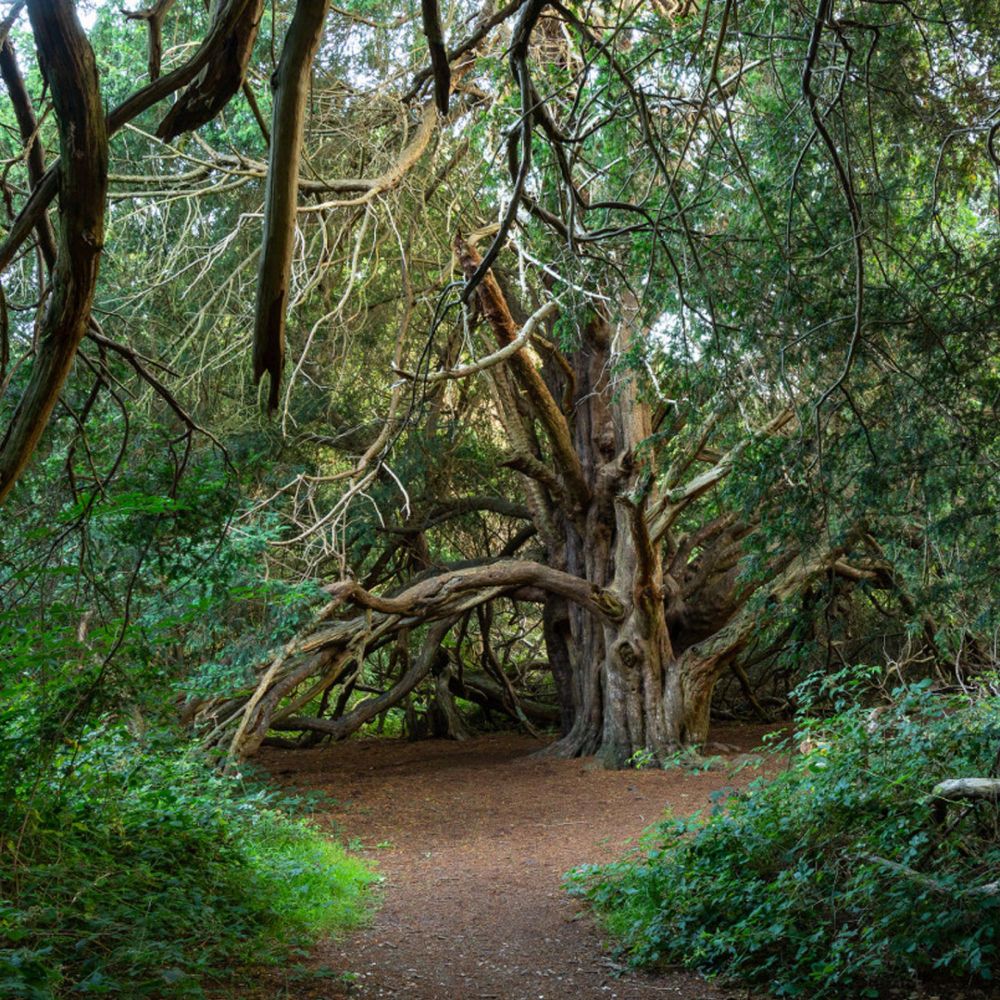 Tree of the Year