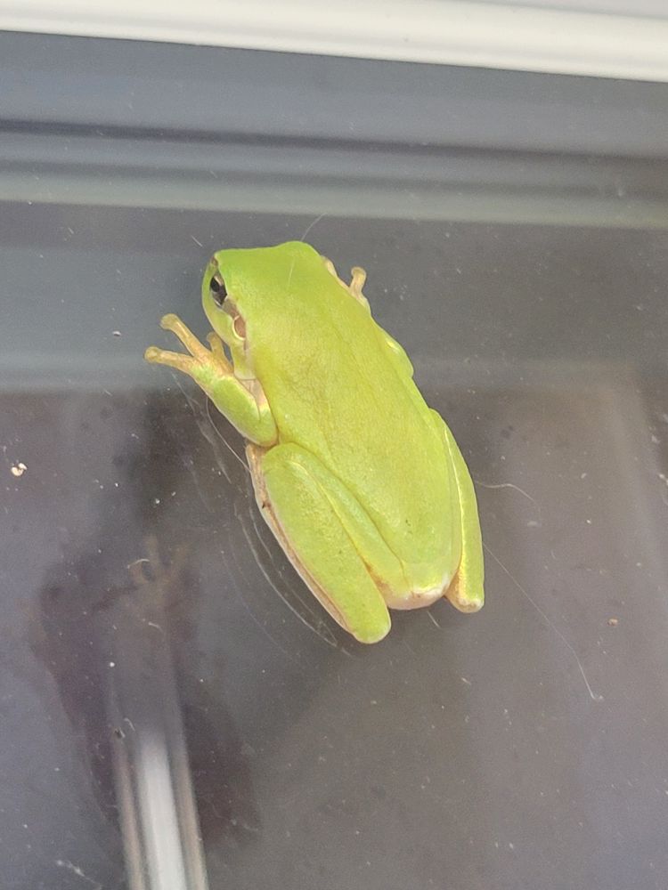 Petite rainette verte sur une vitre, côté face
