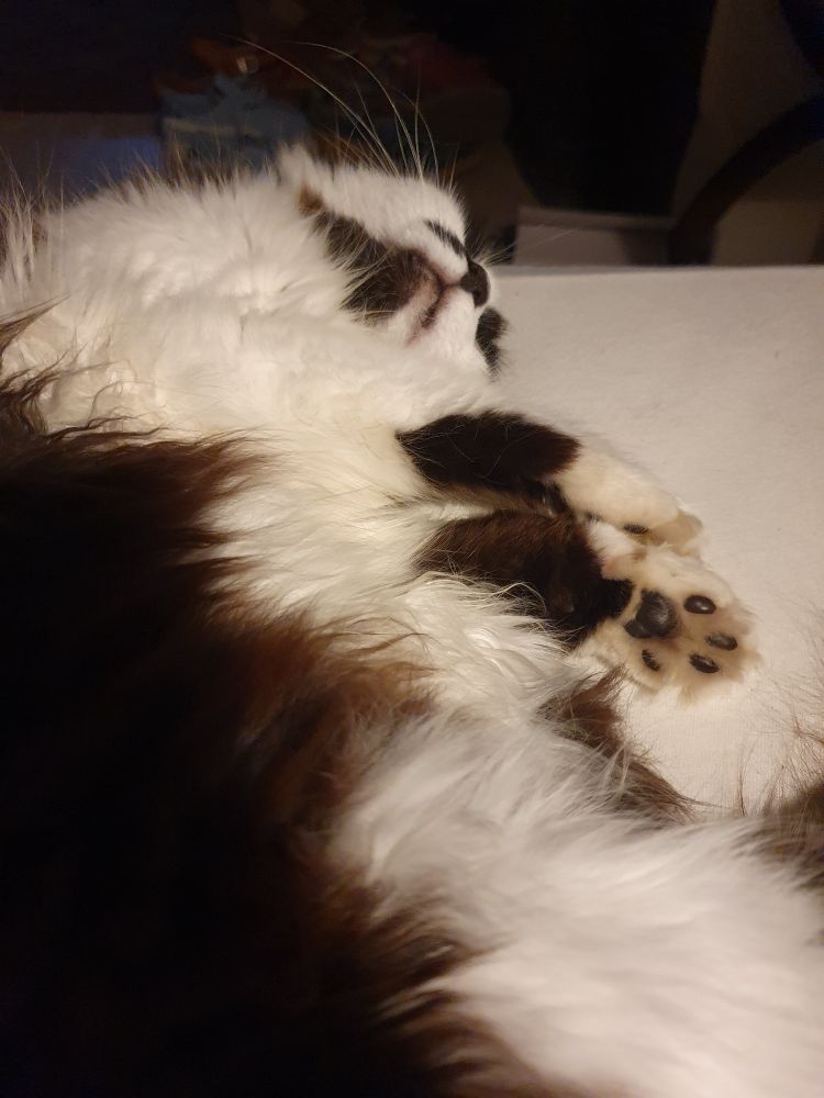 Léonie, chatte qui dort