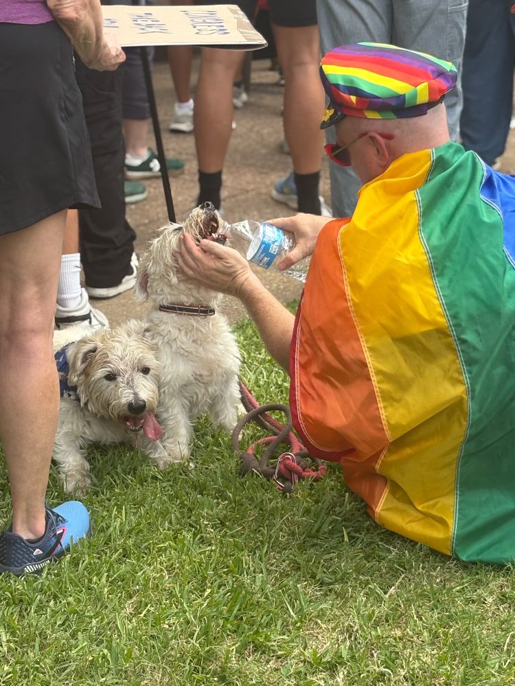 Person city on the grass outside Dallas City Hall for the No Kings rally. They are wearing a rainbow hat and a pride flag as a cape and giving a small white dog a drink from a water bottle. 