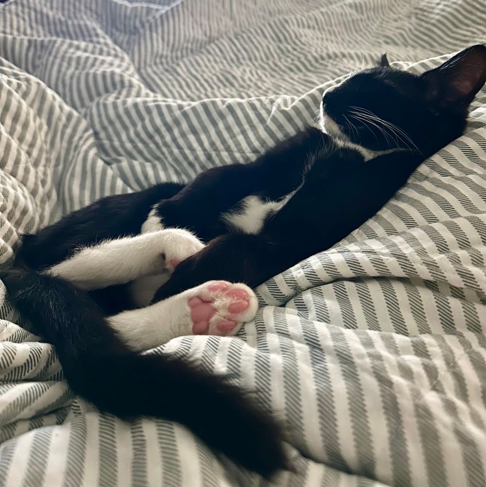 Mozart, the black and whites kitten, shows off his pink toe beans…and one tiny black one. 