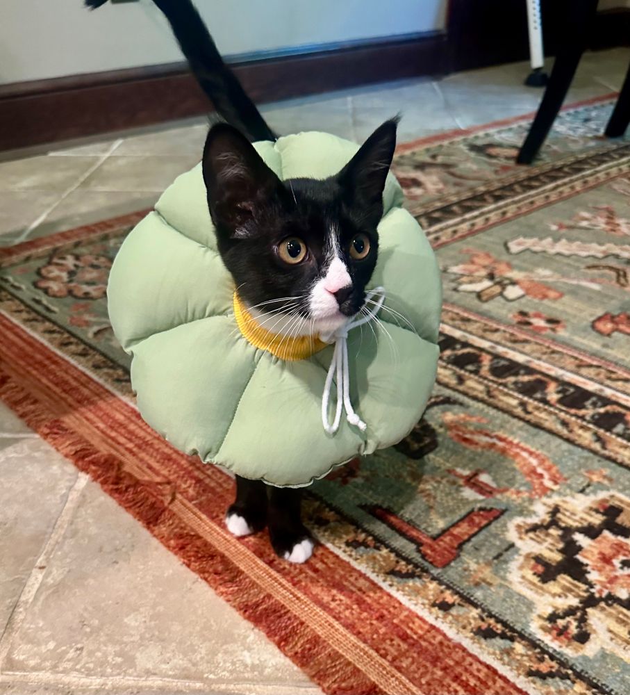 Mozart, the black and white kitten, wears a green plush flower. 