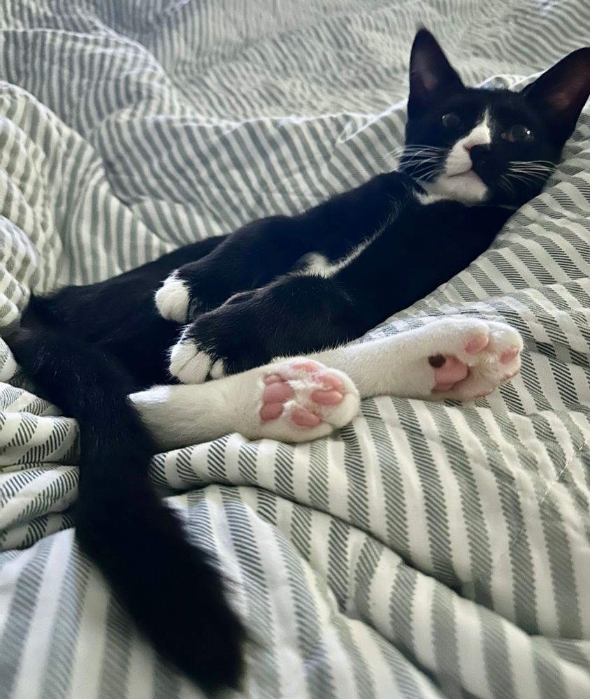 Mozart, the black and whites kitten, shows off his pink toe beans…and one tiny black one. 