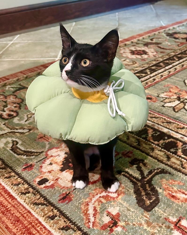 Mozart, the black and white kitten, wears a green plush flower. 