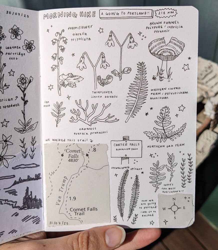 page of botanical illustrations