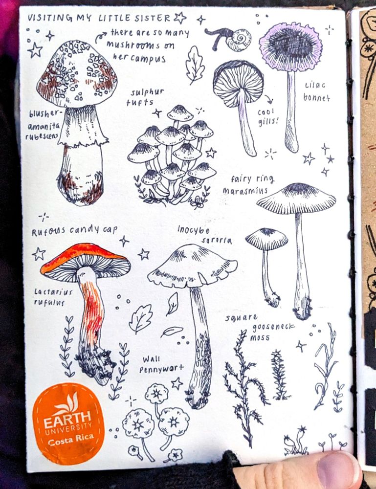 a page of mushroom drawings in grey pen.