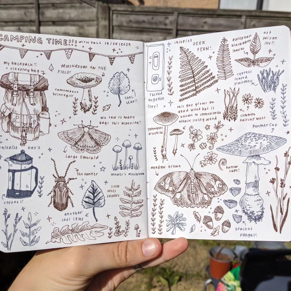 a sketchbook spread titled "camping time" with some botanical and insect drawings