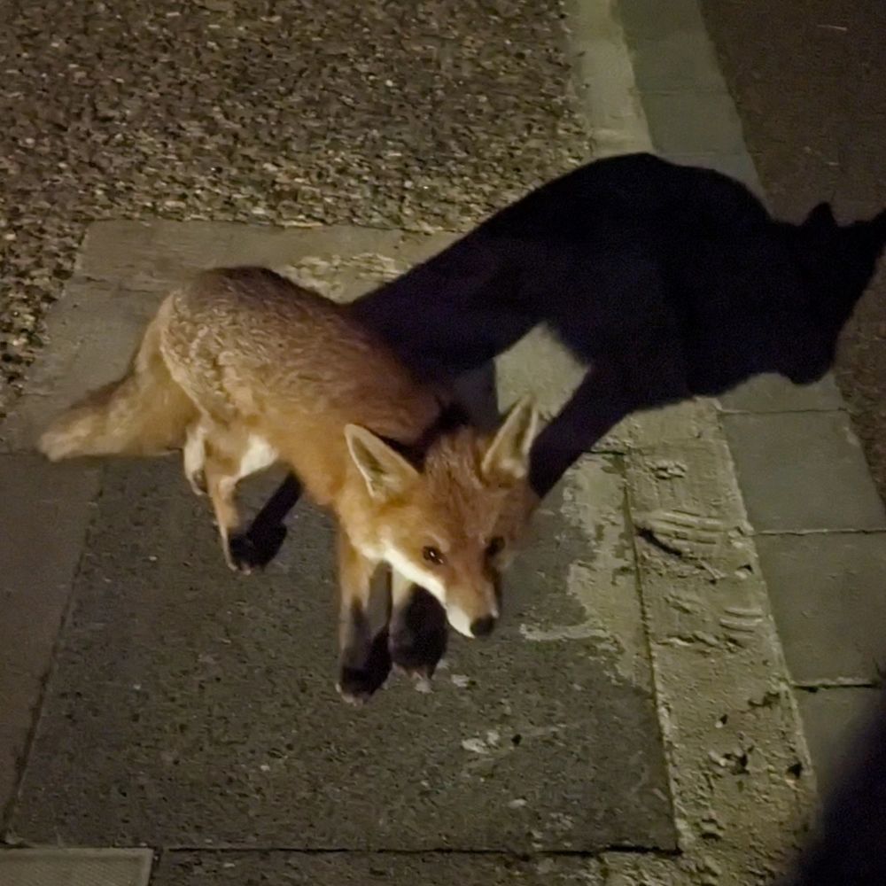 friendly looking baby fox with round paws and beautiful shining eyes