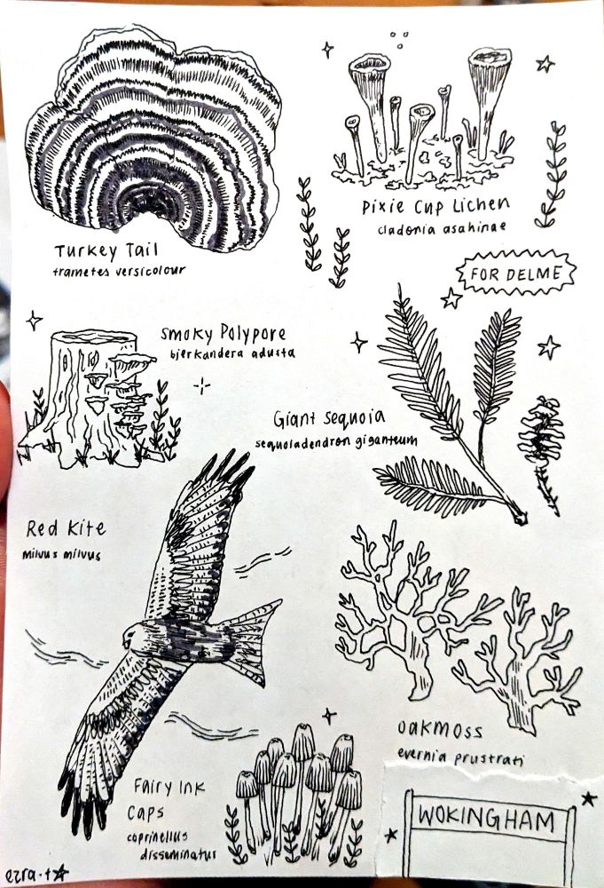 page of illustrations, from top to bottom, left to right: turkey tail, pixie cup lichen, smoky polypore, giant sequoia, red kite, oakmoss, fairy inkcaps.