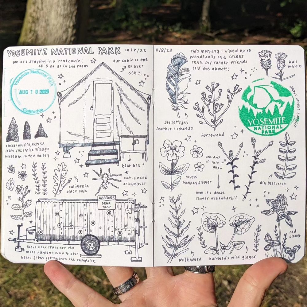 botanical illustrations on a full sketchbook spread with a yosemite stamp and a drawing of a bear trap and tent