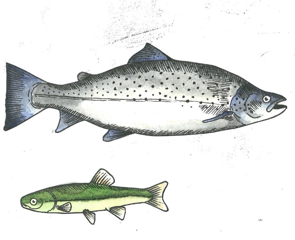 two watercolour fish, a sea trout in blues and greys and a eurasian minnow in greens and yellow.