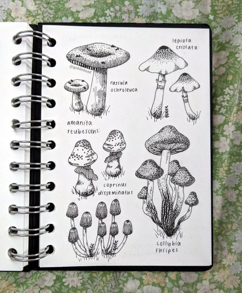 page of mushroom illustrations