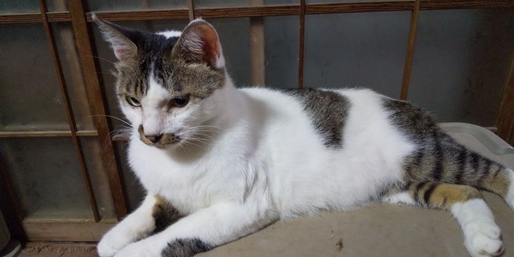 ボスの風格まめくん