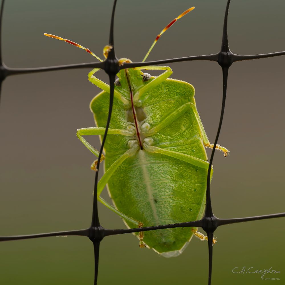 A rare event when I've been able to photograph the top side and bottom side of an insect. In this case a Southern Green Shield Bug a species of Stink bugs. This one is Nezara viridula, great name for a antagonist in a novel. It will, when threatened, release an unpleasant odor from glands on its abdomen which you can see in the underside images.
Colington Harbour NC (US) June 12, 2025
OM1 OM 90mm + Godox 860iii Flash