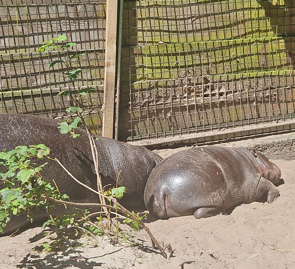 Haggis, the most beautiful sleeping baby pygmy hippo in the world.