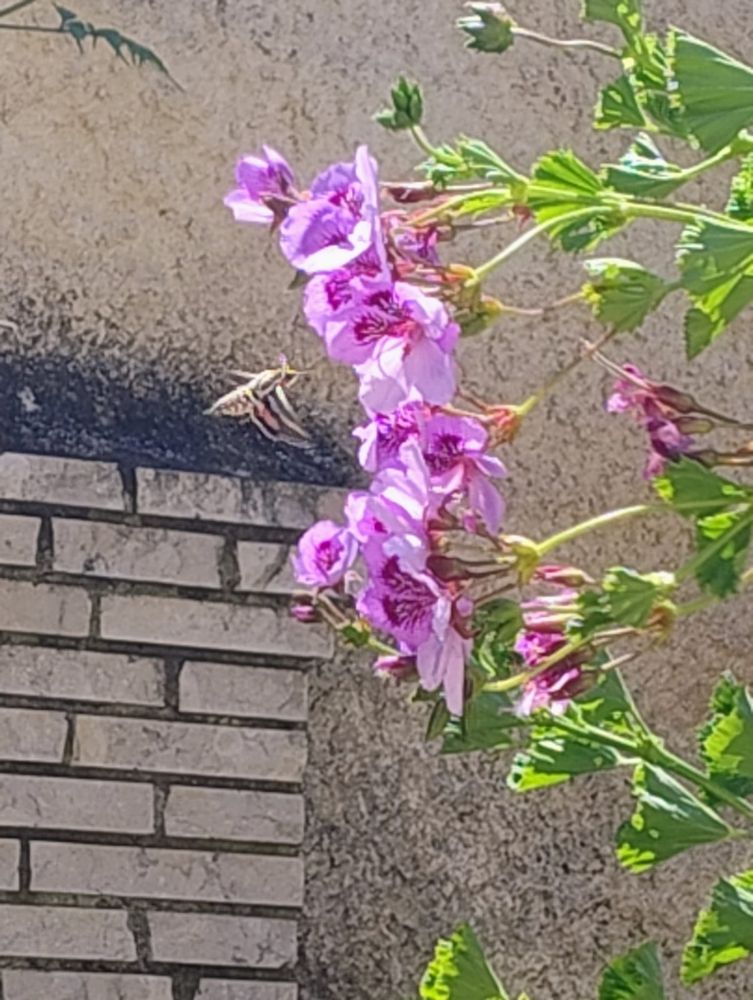 Comment image