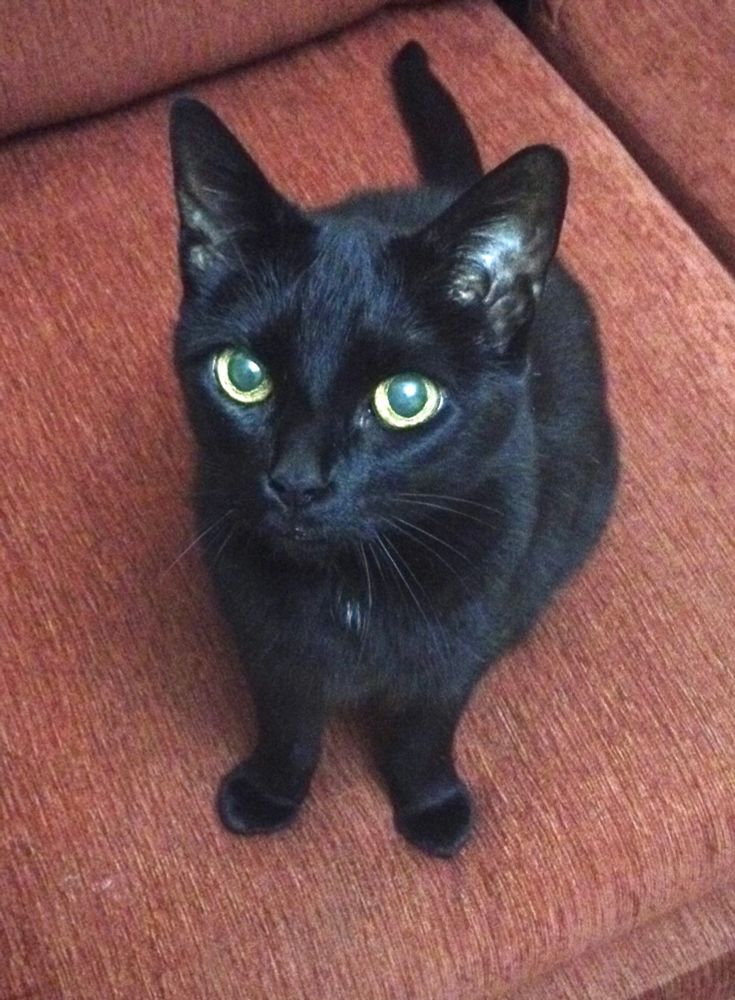 Black lady cat looking at photographer. Rest in peace, dear Hjördis.