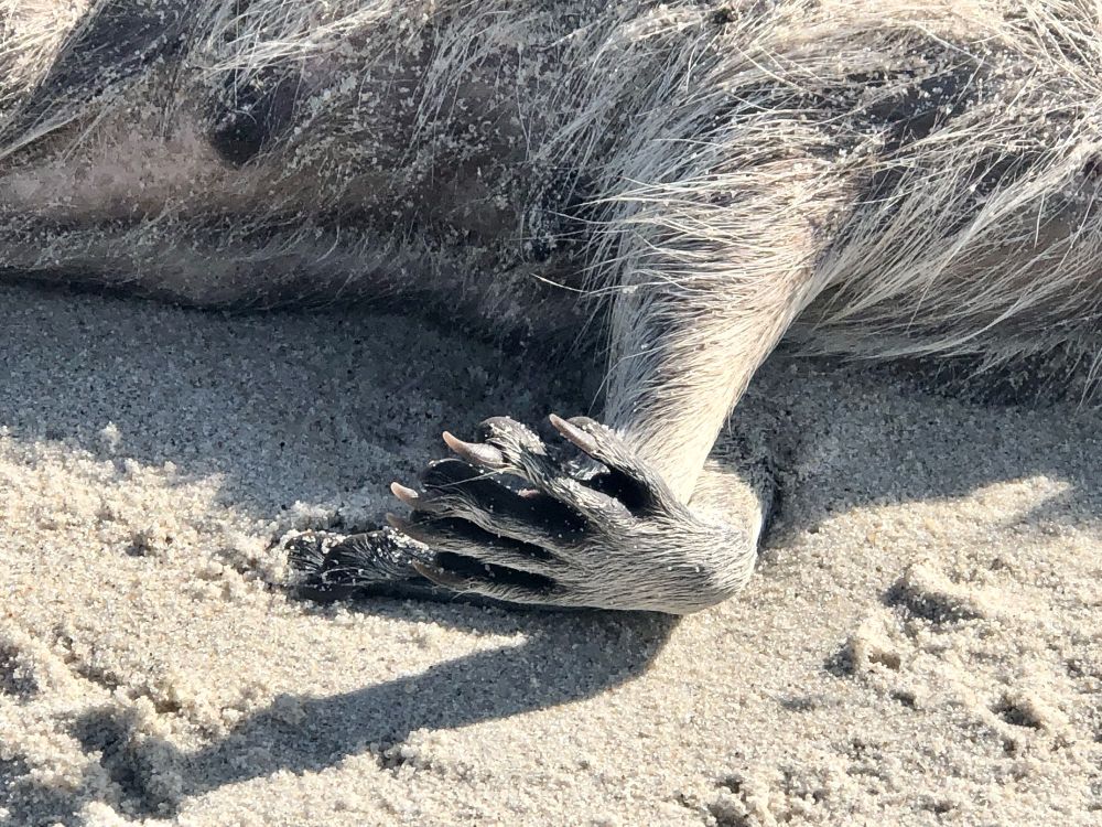 Sideways hands of a dead raccoon on the beach