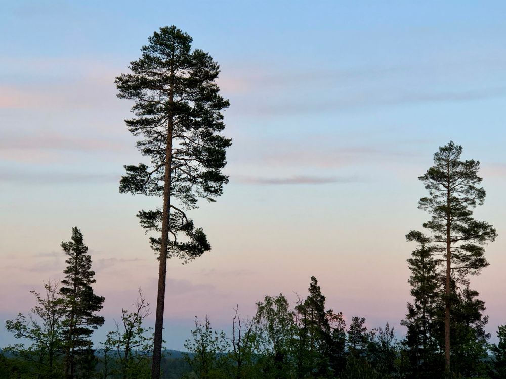 Trees against the twilight in Tvedestrand, Southern Norway 
