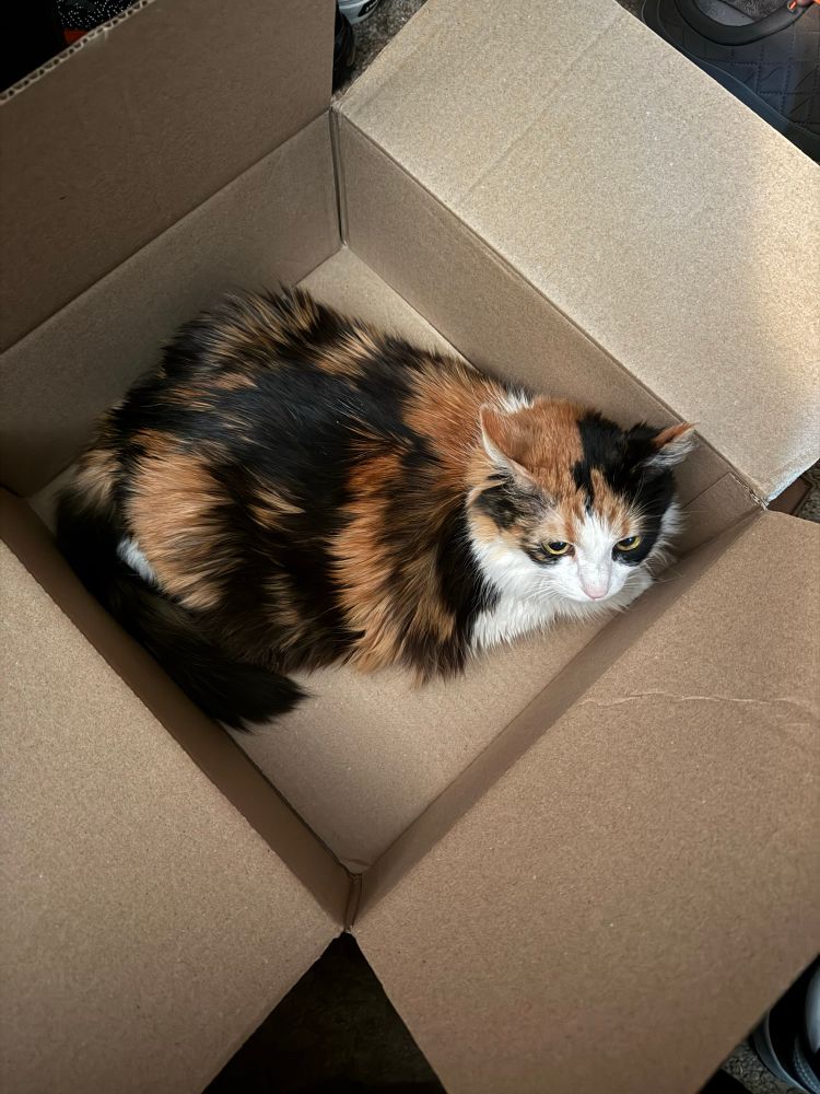 my calico cat, Cali, laying in an open shipping box.