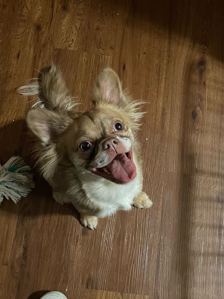 picture of Sana, the best dog ever, looking up at me with a huge smile on her face.