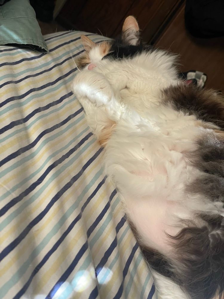 cali, our precious calico cat, sleeping like a baby.