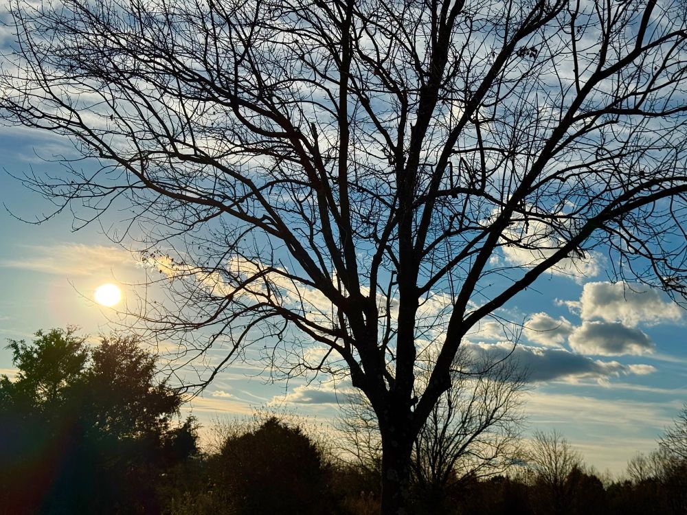 Sundown scene behind the lone tree and a beautiful blue sky. Almost home, for the holiday week.   Peace💙