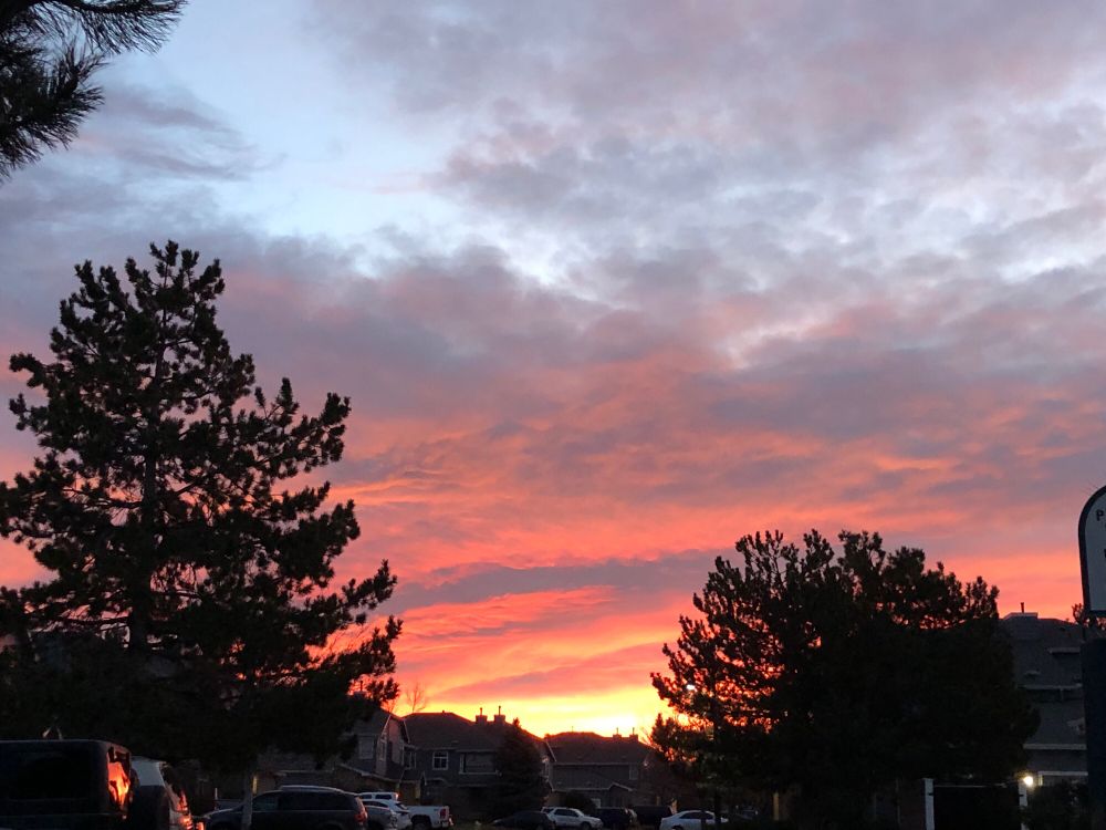 Pink and gold sunrise over pine trees.