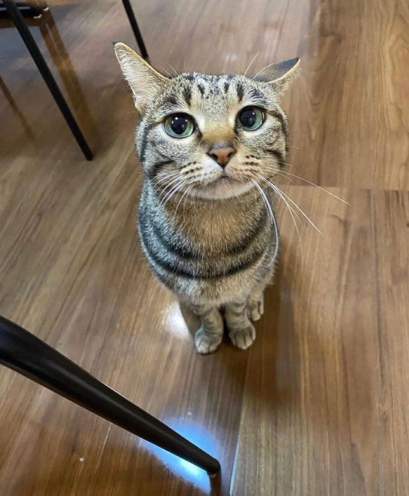 A cat.