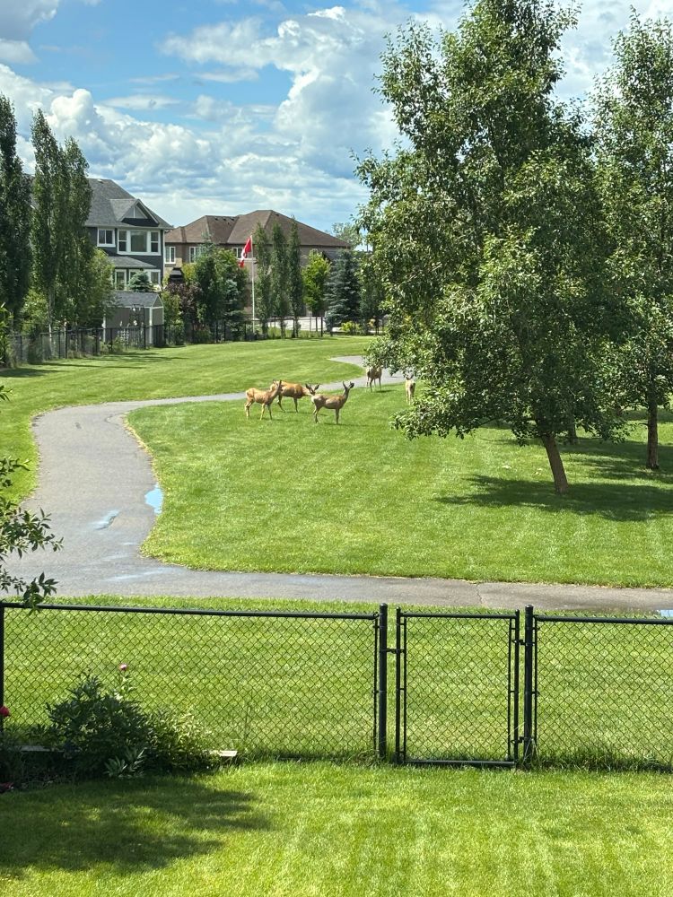 View from our backyard with a few of our local fauna 