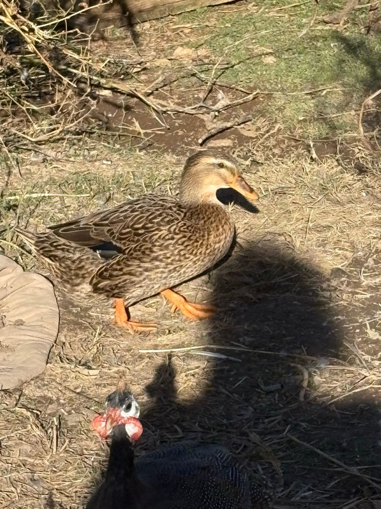 A mallard duck 
