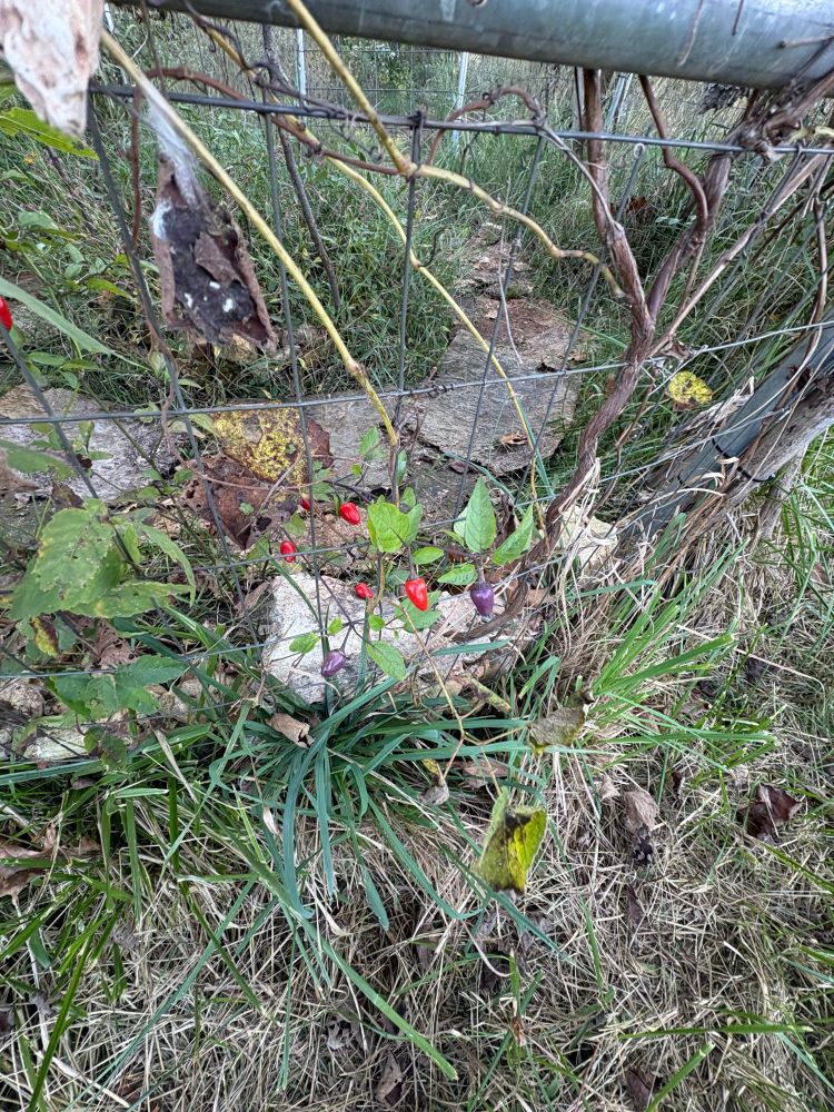 A bush of peppers red and purple 