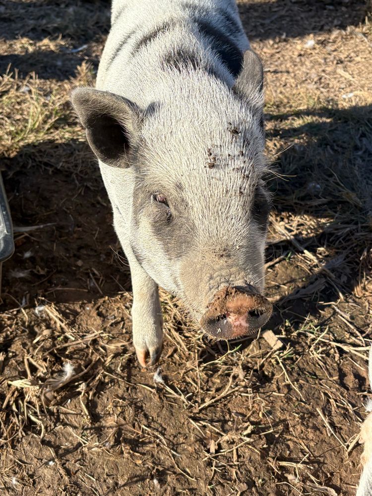 A grey spotted pig looking direct at camera
