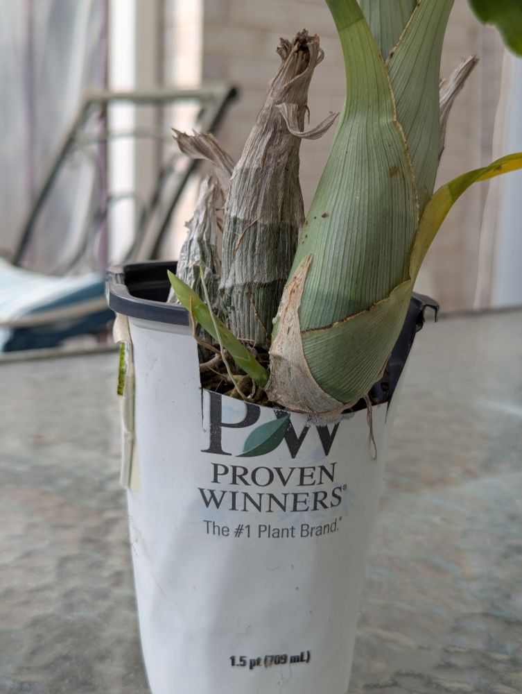 a cigar orchid with a small flower stalk