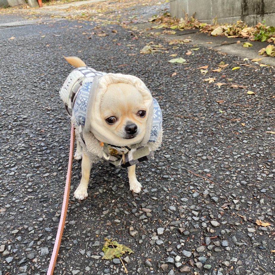 冬着でお散歩中のチワワ