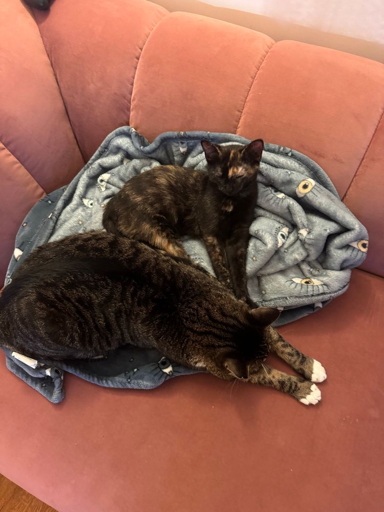 my cats on couch bein calm