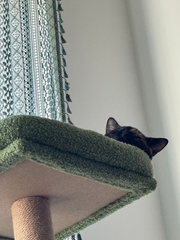 my kitten asleep on her perch on the cat tower