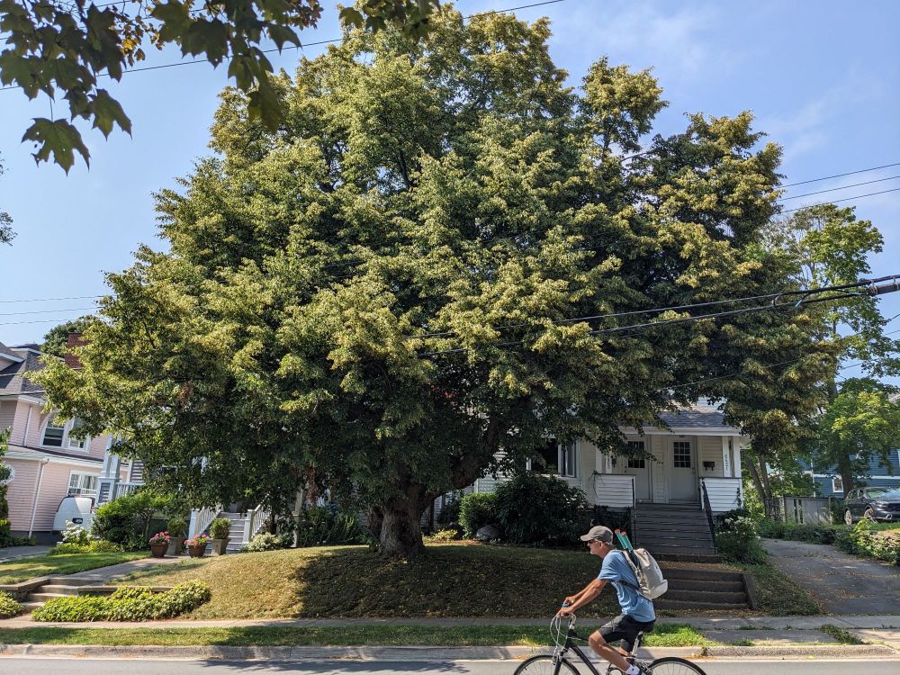 An enormous elm tree, of the spreading kind, as distinct from the tall, vase-form kind. A passing cyclist is closer to the photographer and so the scale of the tree may be understated a bit
