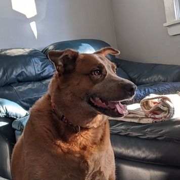 A red heeler dog looking at the camera in three-quarters view.