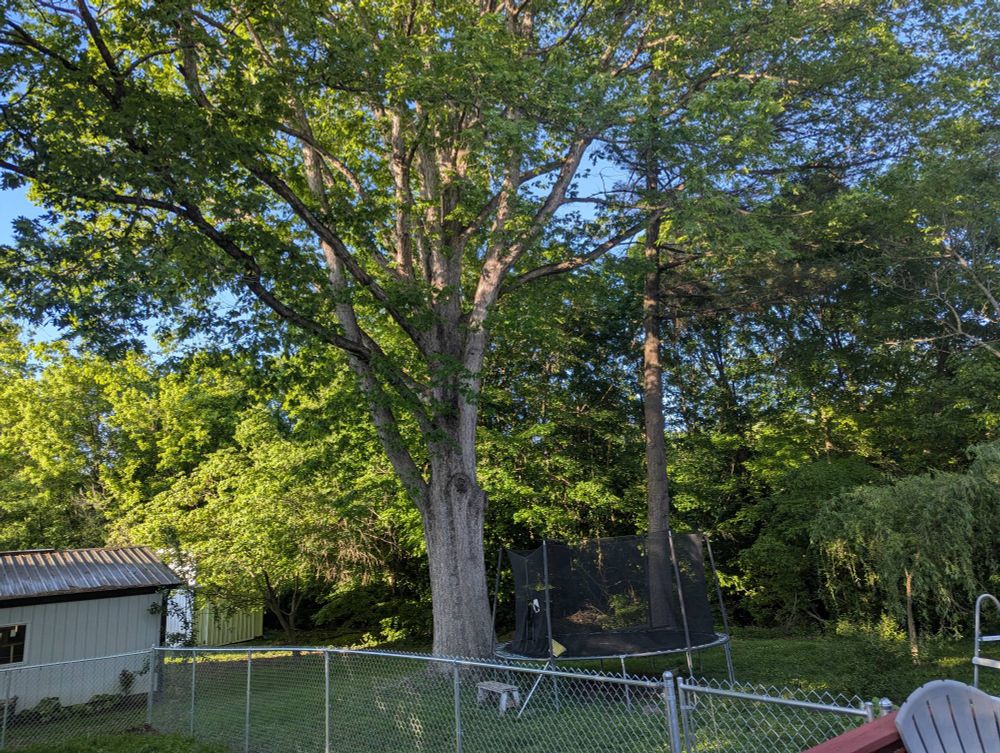 A fully leafed out white oak tree in my backyard. An arborist has estimated this tree as being around 175 years old.