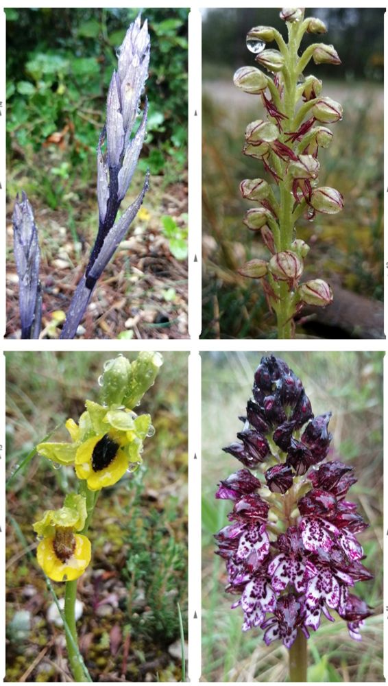 Limodorum abortivum/limodore à feuilles avortées/violet limodore;
Orchis anthropophora/homme-pendu/(hanged) man orchid; 
Ophrys lutea/ophrys jaune/yellow bee-orchid;
Orchis purpurea/Orchis pourpre/ lady orchid. 