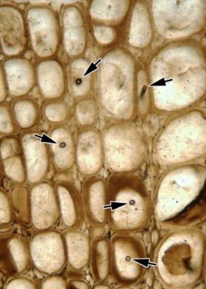 From the paper: Wood of Sphenophyllum with some fungal hyphae in transverse section (arrows) 