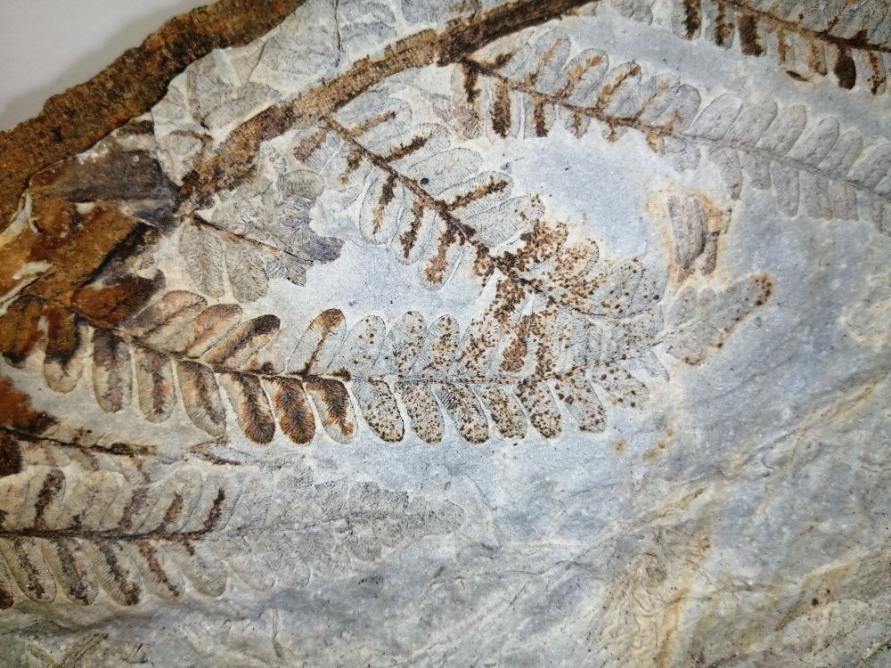 Pieces of rock with fossil fern foliage 