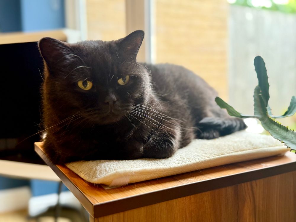 Henry, black cat, lying on the cat tree