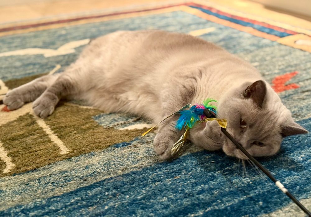Matilda, white cat, playing with a toy on the carpet