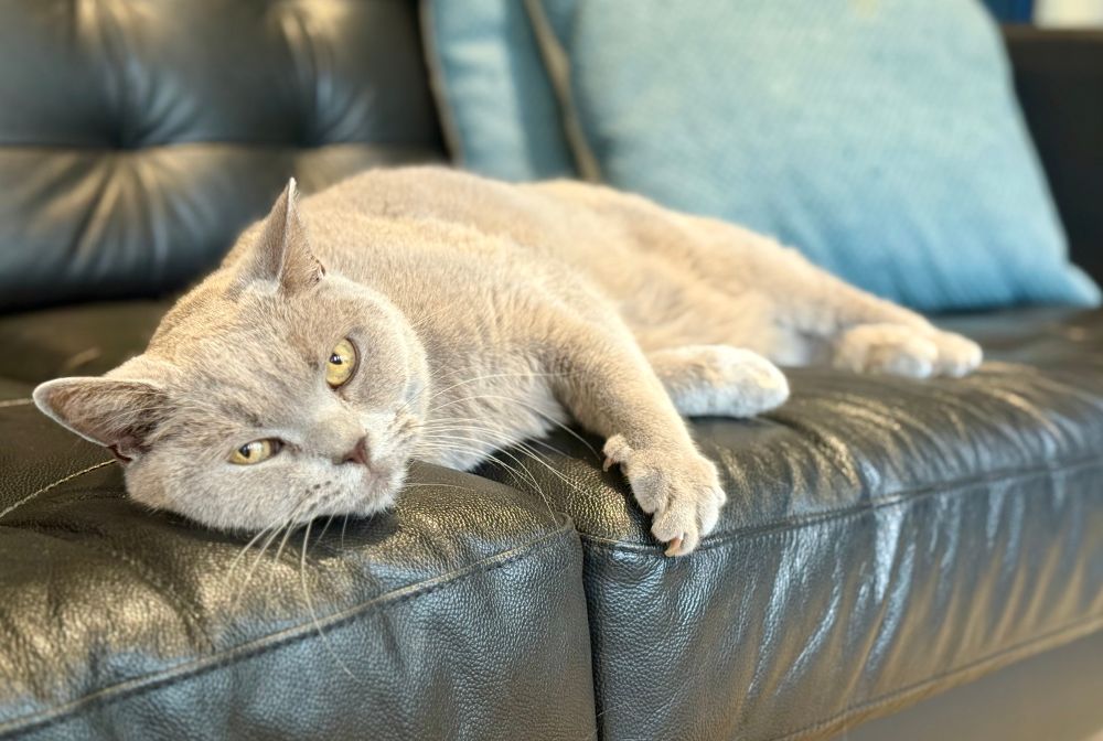 Bertie, grey cat, lying on a black sofa