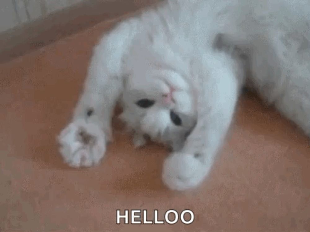 a white cat is laying on its back on the floor and looking at the camera .