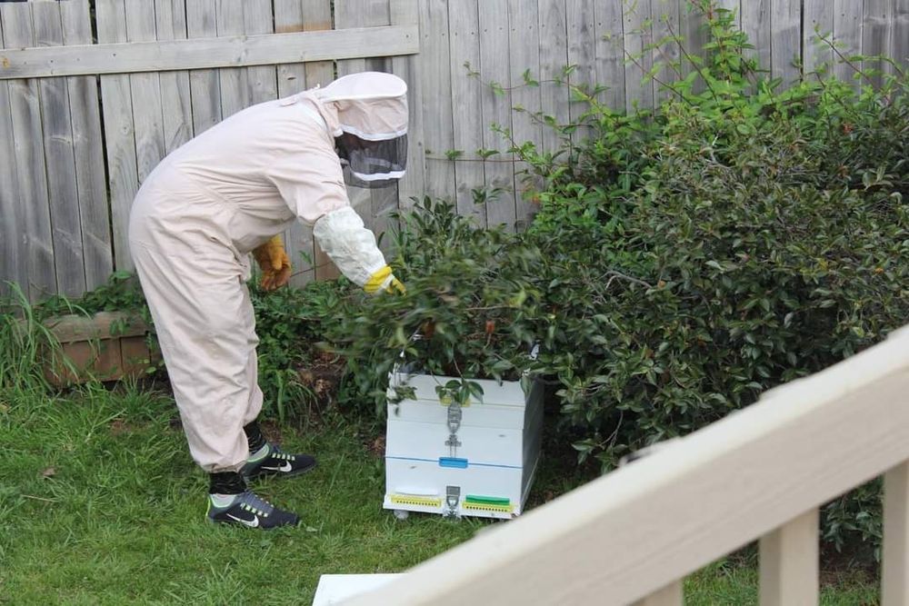 A bee keeper in a protective suit moves the bee swarm into a hive